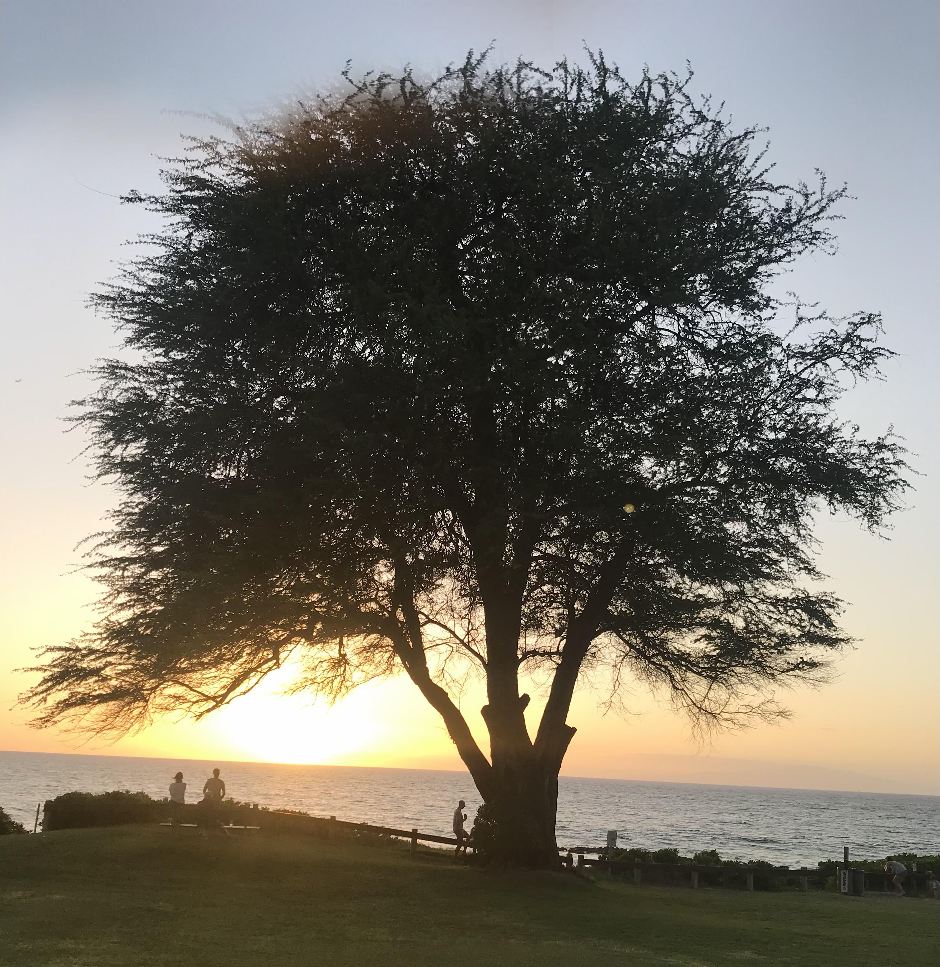 Large tree silhouetted against a lakeside sunset