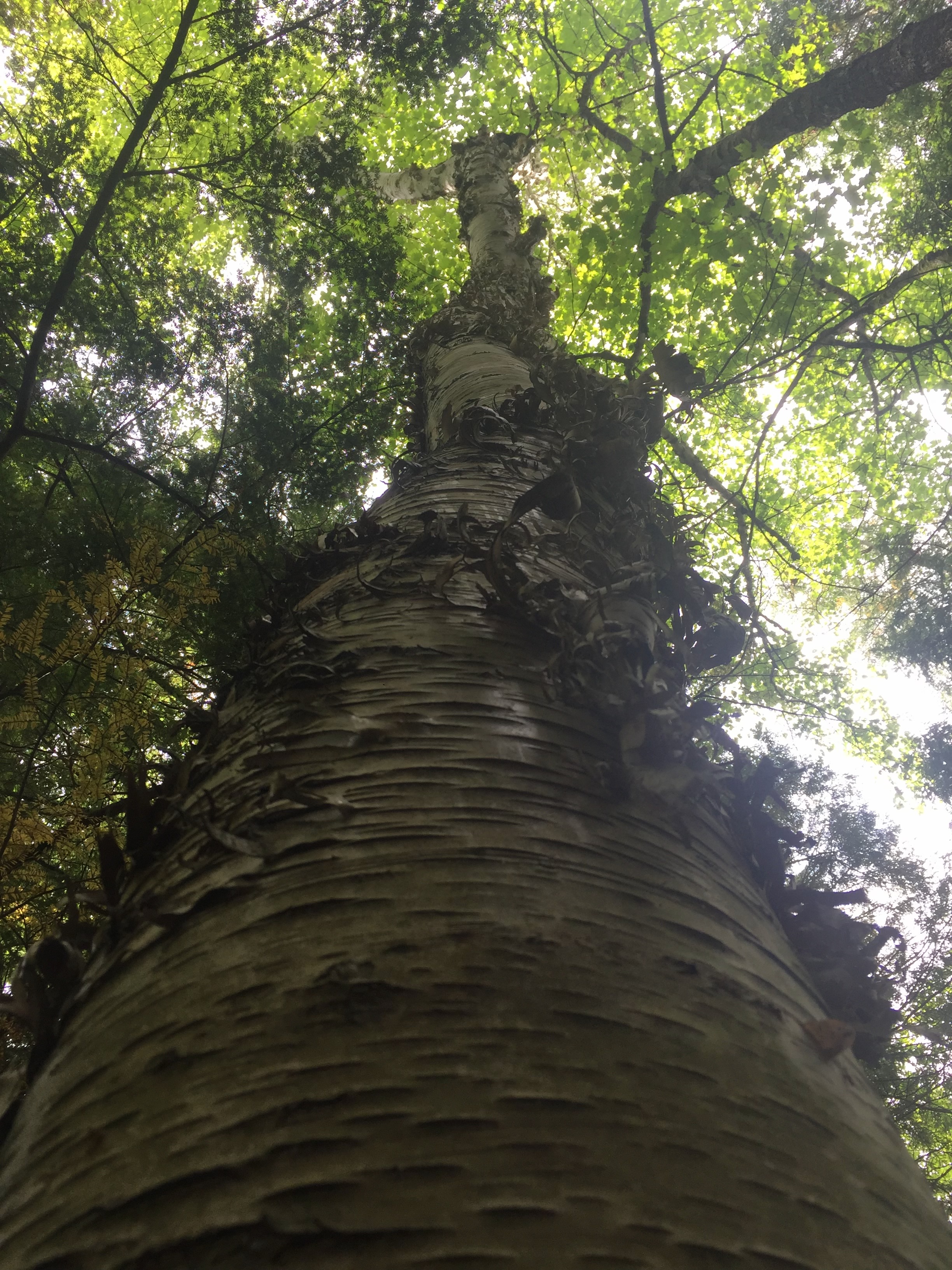 Looking upward along a tall tree trunk