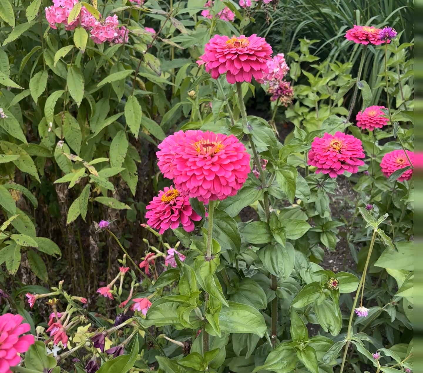 Pink flowers in a garden