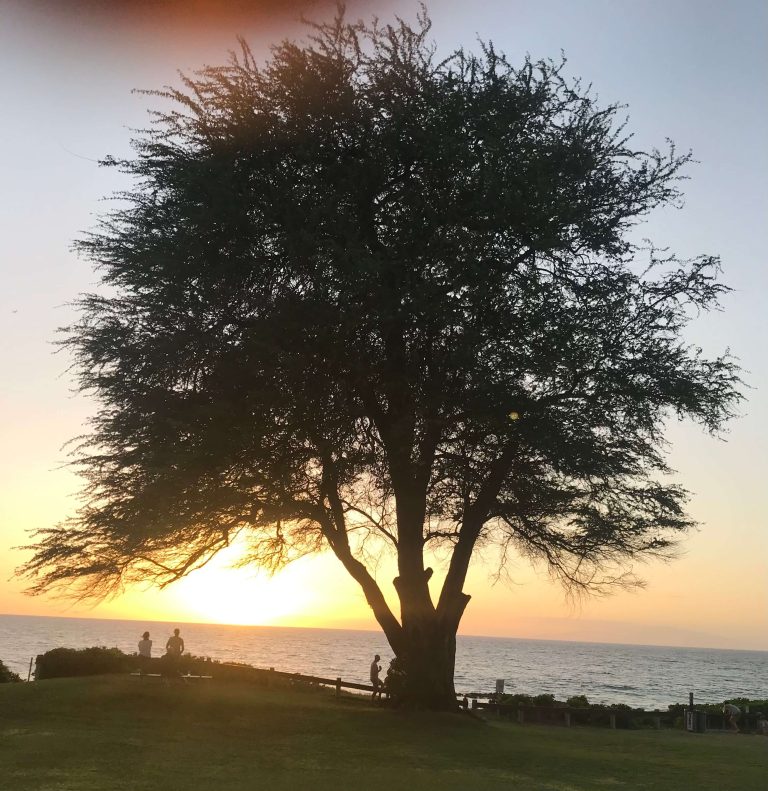 Sunset Tree